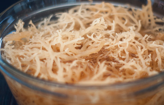 Sea Moss | Harnessing the Healing Power of the Ocean